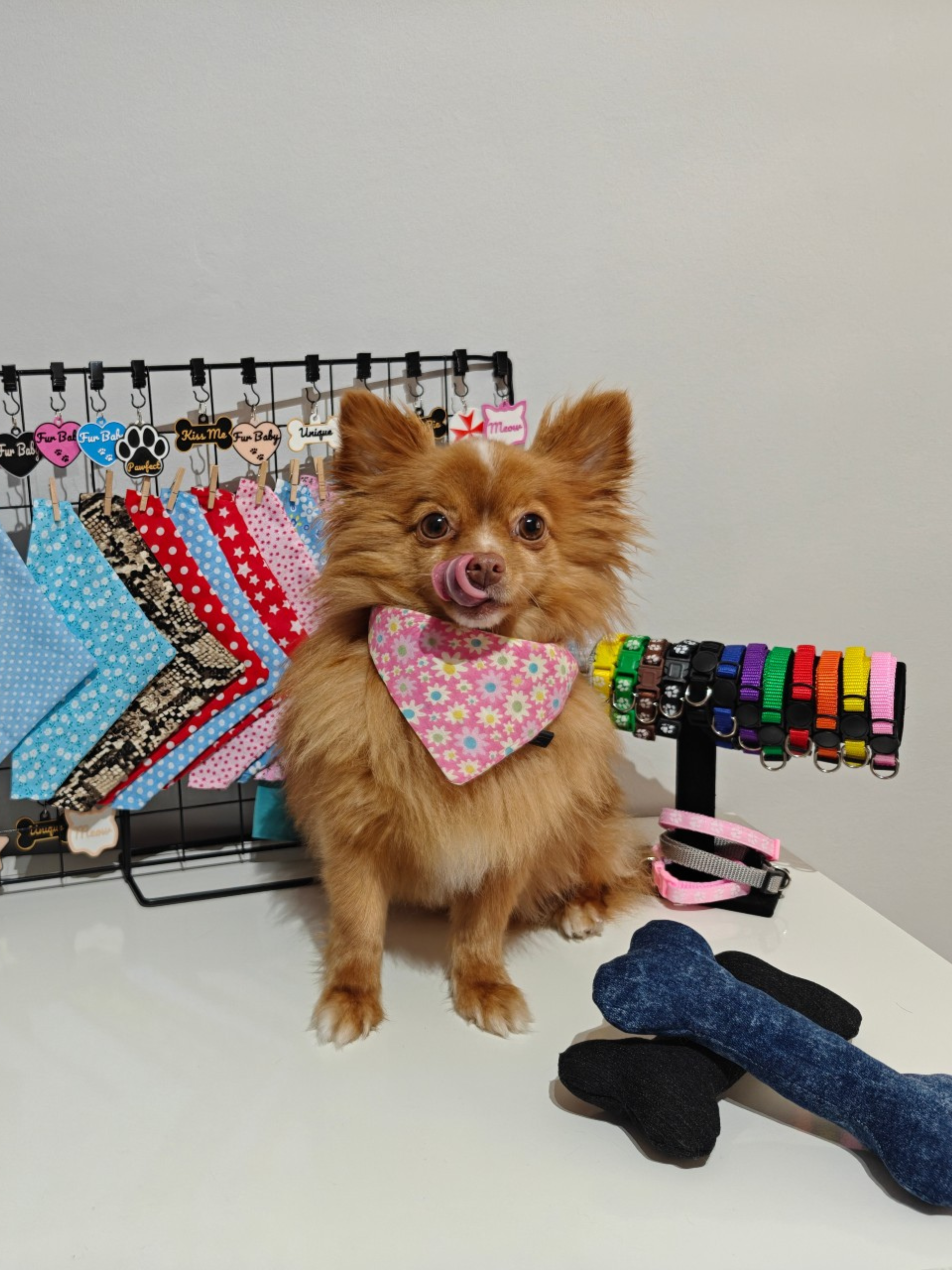 Minnie the Dog